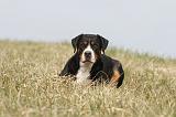 GRAND BOUVIER SUISSE 076